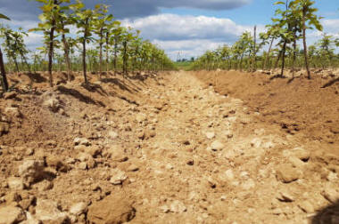 produktion og distribution af planteskolematerialer Polen