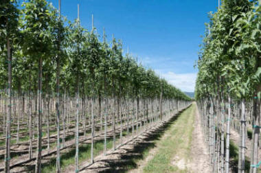 produktion og distribution af planteskolematerialer Polen