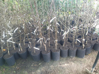 produktion og distribution af planteskolematerialer Polen