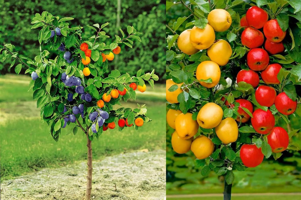 produktion og distribution af planteskolematerialer Polen